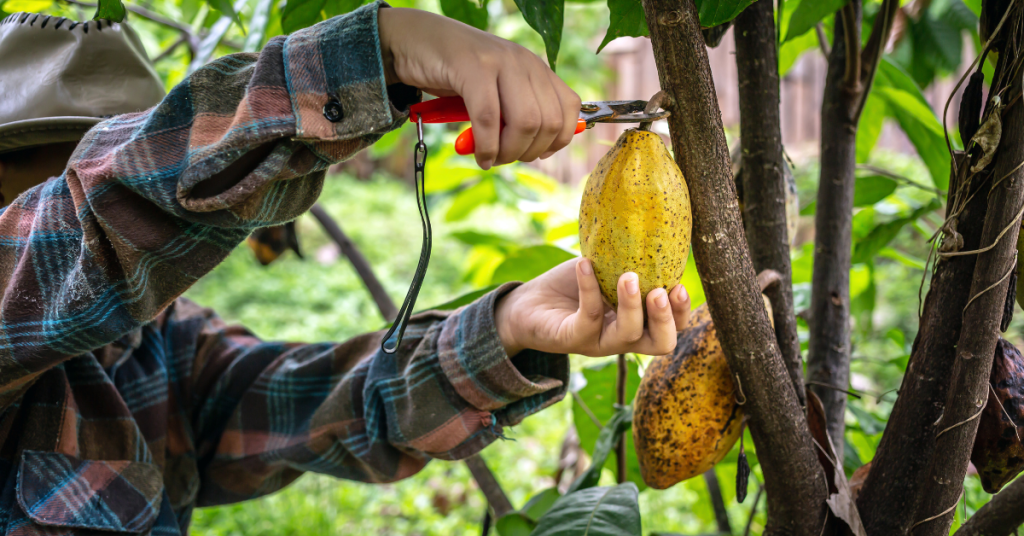 Cocoa farmer uses pruning shears to cut the cocoa pods or fruit ripe yellow cacao from the cacao tree. 