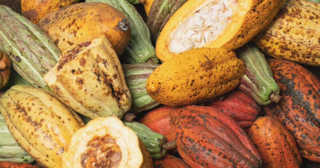 cacao pods