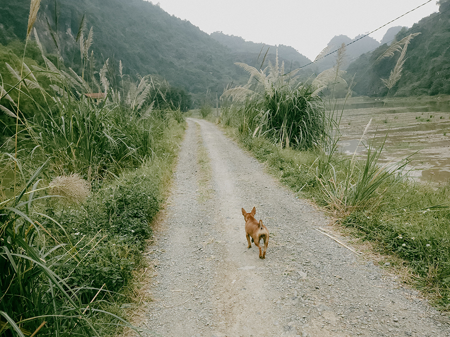 An afternoon walk trough the rice paddies guided by a local dog